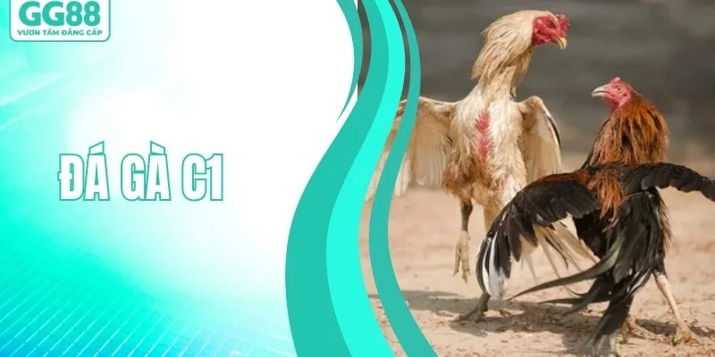 Đá Gà C1 - Sàn Đấu Rực Lửa Cho Các Dân Chơi Thứ Thiệt